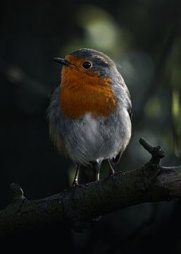 Roodborstjes in de lente van Nils Hornschuh