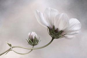 Simplement cosmos, Mandy Disher sur 1x