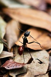 Dinomyrmex gigas-mier in het oerwoud
