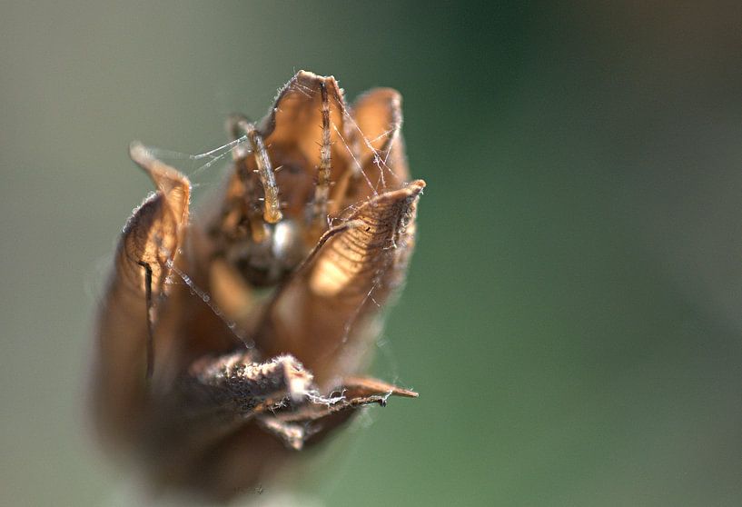 Versteckt von Erik Reijnders