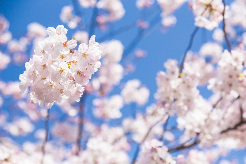 Sakura, fleur du Japon par WvH