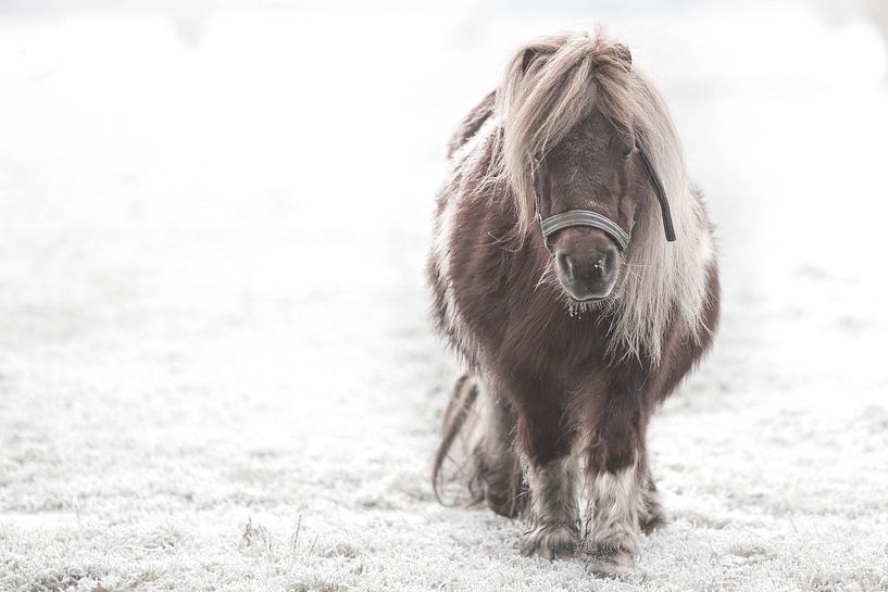 Shetlander in de sneeuw van Jitske Cuperus-Walstra