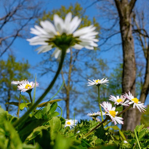Daisies in spring - cheerful and happy by Chi