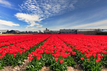 Bollenveld met rode tulpen van Wim Stolwerk