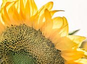 Details einer Sonnenblume von Art By Dominic Miniaturansicht