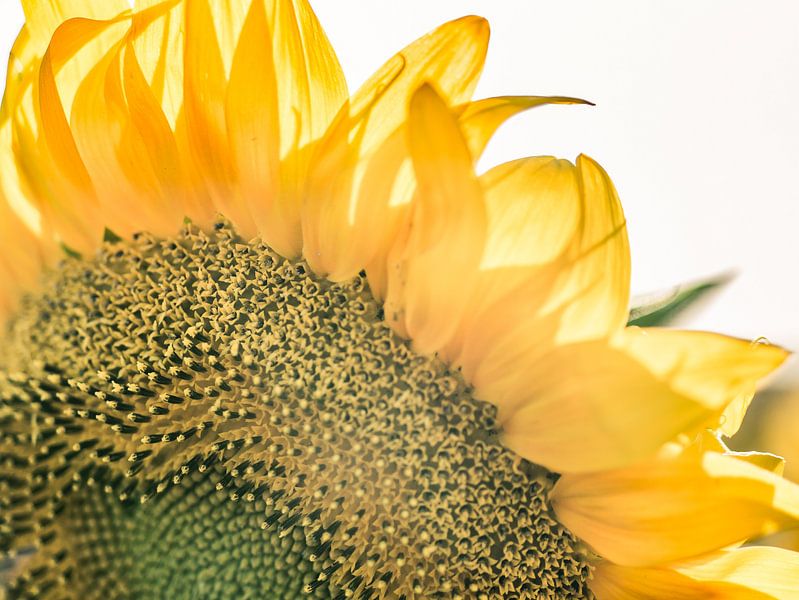 Details einer Sonnenblume von Art By Dominic