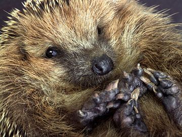 Hedgehog portrait by Achim Prill
