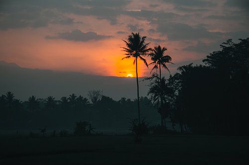 Zonsopkomst met palmbomen op Java, Indonesië