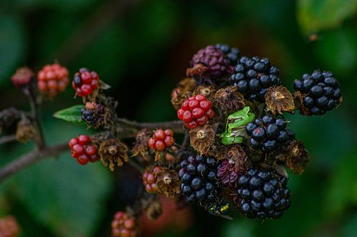 Rainette dans un roncier