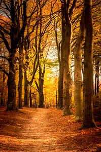 Pfad durch einen Buchenwald im Herbst