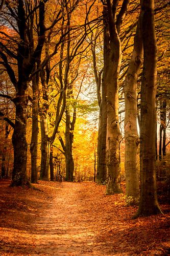 Pad door een beukenbos tijdens de herfst