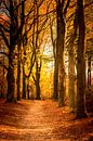 Pad door een beukenbos tijdens de herfst van Sjoerd van der Wal Fotografie thumbnail