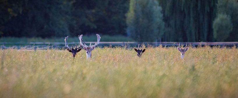 Peekaboo par Barbara Verstraate