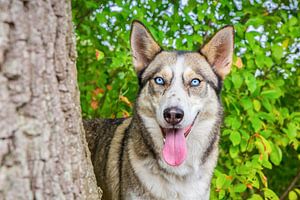 Porträt des heiseren Hundes nahe bei Stamm in der Natur