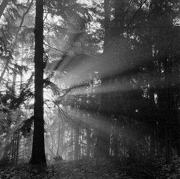 Morgenlicht im Wald