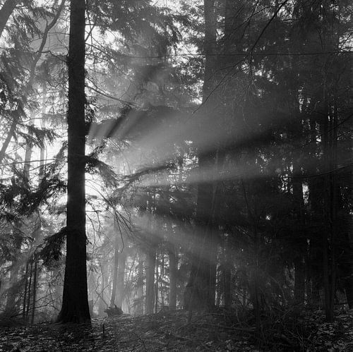 lumière du matin dans la forêt