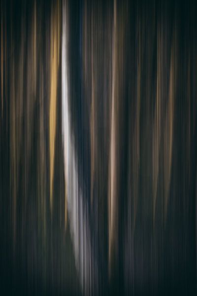 abstrakter Wald von natascha verbij