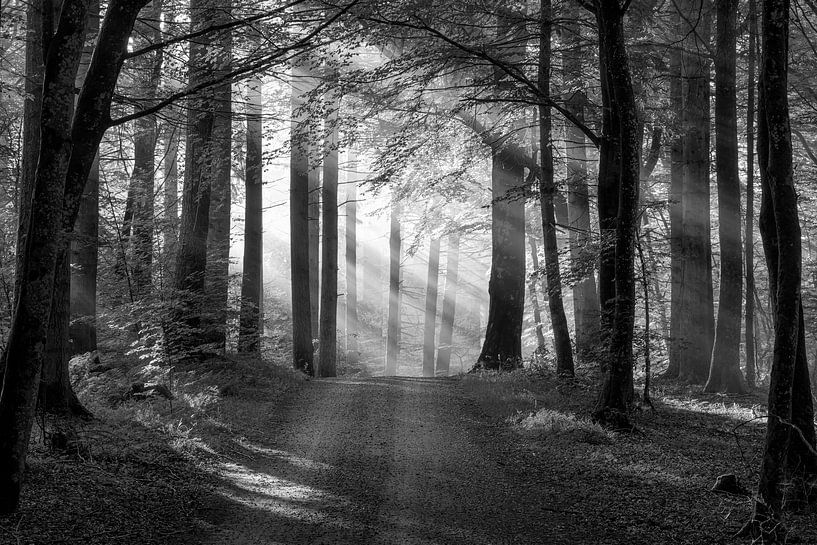 Rold Skov (Denmark) by Marcel Kerdijk