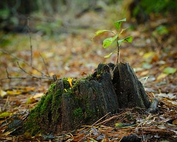 Der Herbst kommt, Klebriger Korallenpilz von Eugenio Eijck