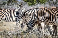 Schöne Zebras auf afrikanischen Ebenen von Original Mostert Photography Miniaturansicht