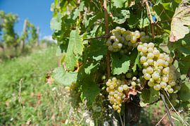 Weintrauben Maribor von Richard Wareham