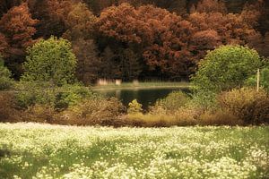 Nach dem Sommer Bäume