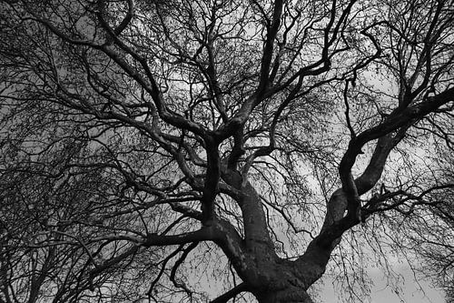 Un arbre à couper le souffle