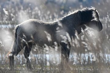 Konik horse by Renzo van den Akker