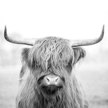 Highlander in black and white by Femke Ketelaar