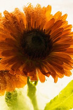 Calendula dans la glace 2 sur Marc Heiligenstein