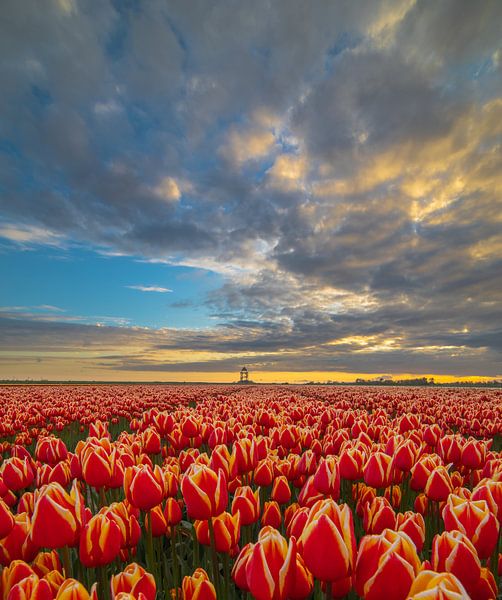 beautiful sky above the tulips by peterheinspictures