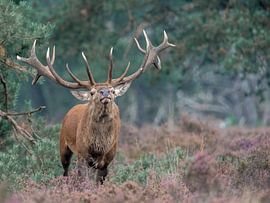 Edelhert Dreigend von Fotografie Verbeek Barneveld