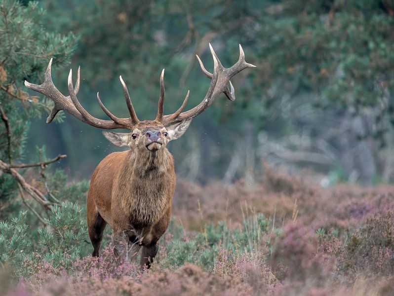 Edelhert Dreigend by Fotografie Verbeek Barneveld
