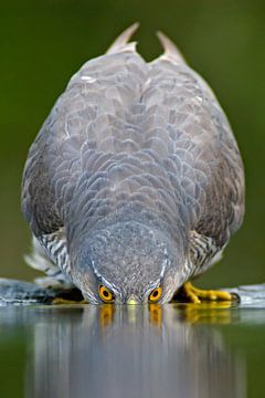 Eurasian Sparrowhawk drinking water by AGAMI Photo Agency