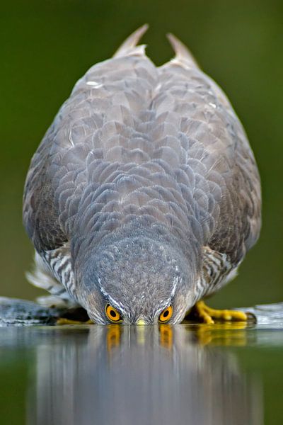 Sperwer water drinkend von AGAMI Photo Agency