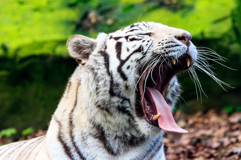 Gapende witte tijger par Dennis van de Water