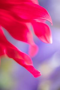Bunte Frühlingsblumen in extremer Nahaufnahme violett-rosa von Marieke Feenstra