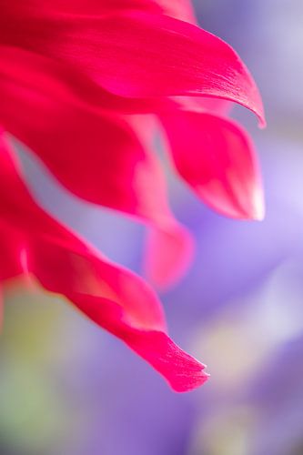 Colorful spring flowers extreme closeup purple pink