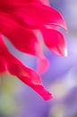Kleurrijke lente bloemen extreme close-up paars roze van Marieke Feenstra thumbnail