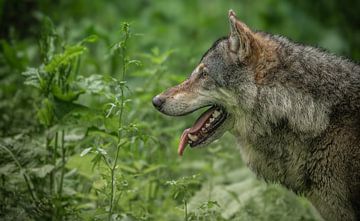 Close up portret van een Europese Wolf in een groen bos op Veluwe van Wildlife Designs
