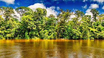 Surinames Dschungel in Awaradam