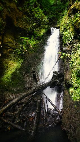 Jungle verte avec chutes d'eau