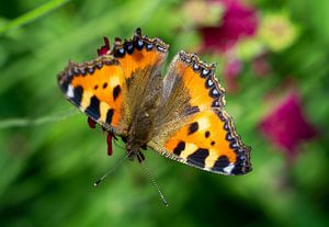 Kleiner Fuchs (Aglais urticae) Schmetterling im Garten