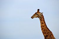Close up prachtige giraffe voor een blauwe lucht, Kruger Park, Zuid Afrika