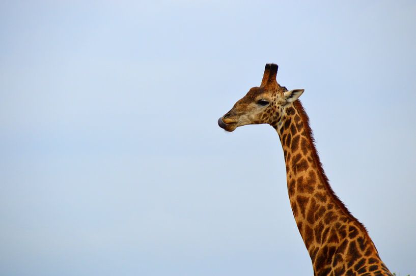 Close up prachtige giraffe voor een blauwe lucht, Kruger Park, Zuid Afrika par Vera Boels