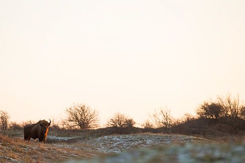 Wisenten in duinen op het Kraansvlak van Zuid Kennemerland