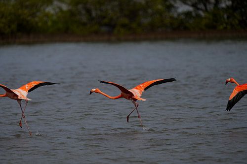 Drie wegvliegende roze flamingo’s (Phoenicopterus ruber) bij de zoutpannen van Jan Kok Curaçao.