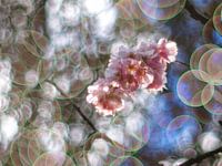 Kirschblüte, zartes und verträumtes Frühlingsversprechen