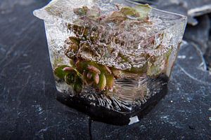 Sedum cyaneum in Eis 2