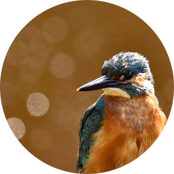 IJsvogel met oranje achtergrond en bokehbollen van Sascha van Dam